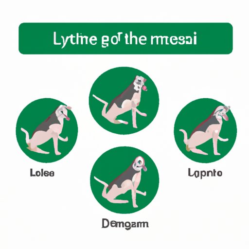 Symptoms of Lyme Disease in Dogs