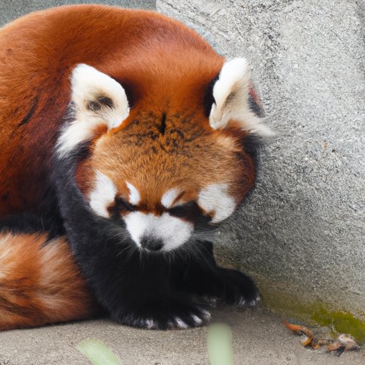 Why You Should Think Twice Before Bringing a Red Panda Home as a Pet