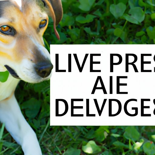 Preventing Lyme Disease in Dogs: Tips and Strategies