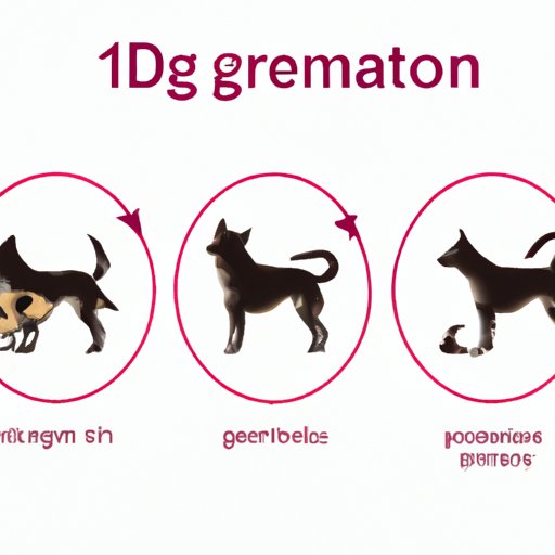  III. The Signs and Stages of Dog Pregnancy