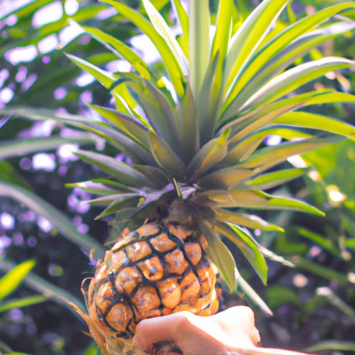 Expert Tips for Picking a Ripe Pineapple Every Time