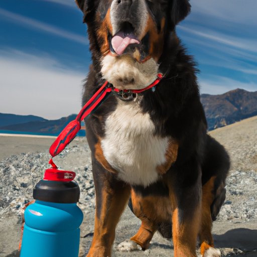 How to Keep Your Bernese Mountain Dog at a Healthy Weight