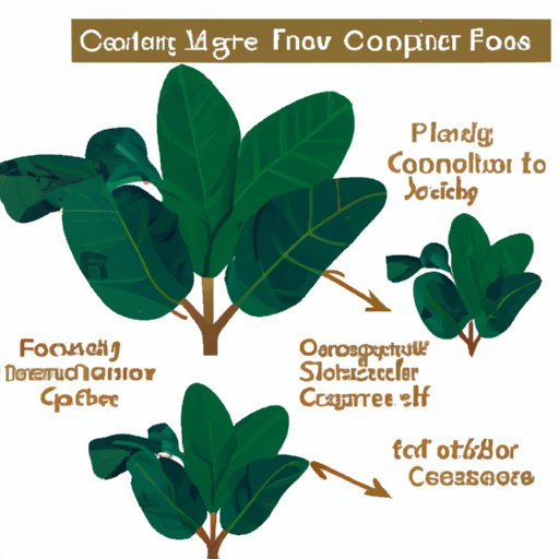 Common Problems and Solutions for Your Fiddle Leaf Fig