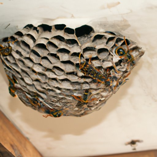 VIII. How to identify a wasp nest and determine the best method of removal