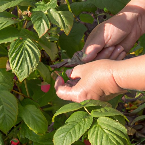 How to Prune Raspberry Bushes for the Healthiest Plants and Biggest Harvests