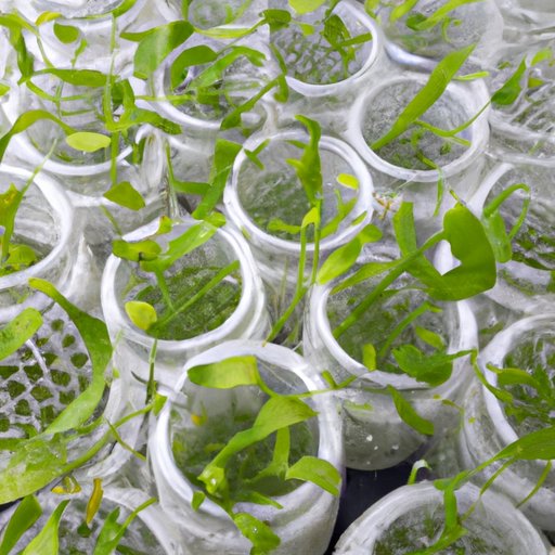 Tips for successful propagation by tissue culture