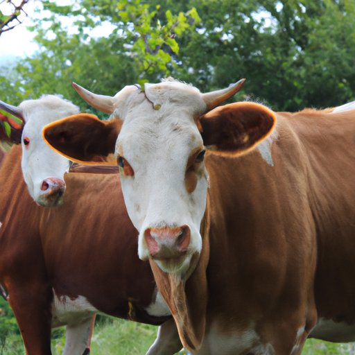 The Connection between Cows and Humans: Unraveling the Causes of Mad Cow Disease