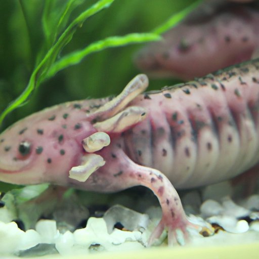 From Pet Shops to Breeders: Where to Buy Axolotls